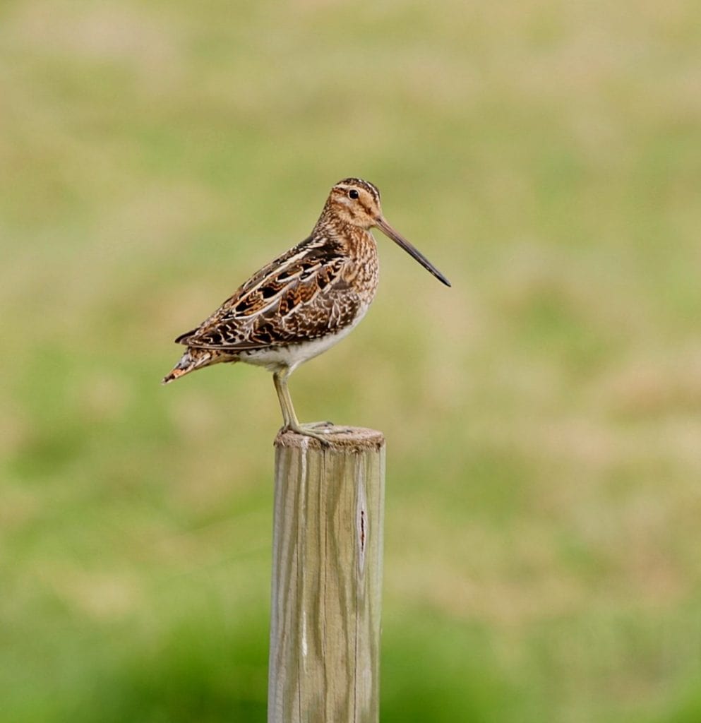 The bird Common Snipe standing gracefully on a post