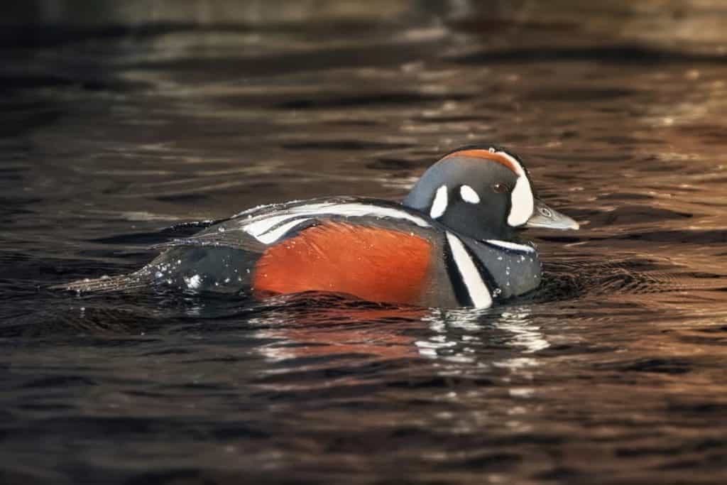 The bird Harlequin Duck swimming peacefully