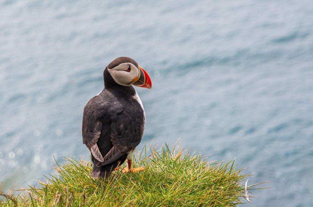 The bird Puffin observing the see.