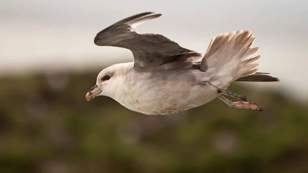 The bird Northern Fulmar mid-flight