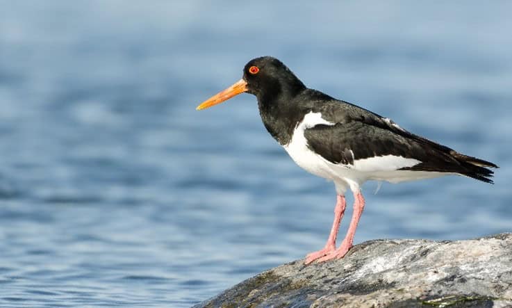 The bird Eurasian Oystercatcher looking for prey in the water.