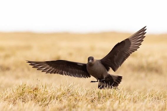 The Parasitic Jaeger bird posing itself on dry grass with its wings open