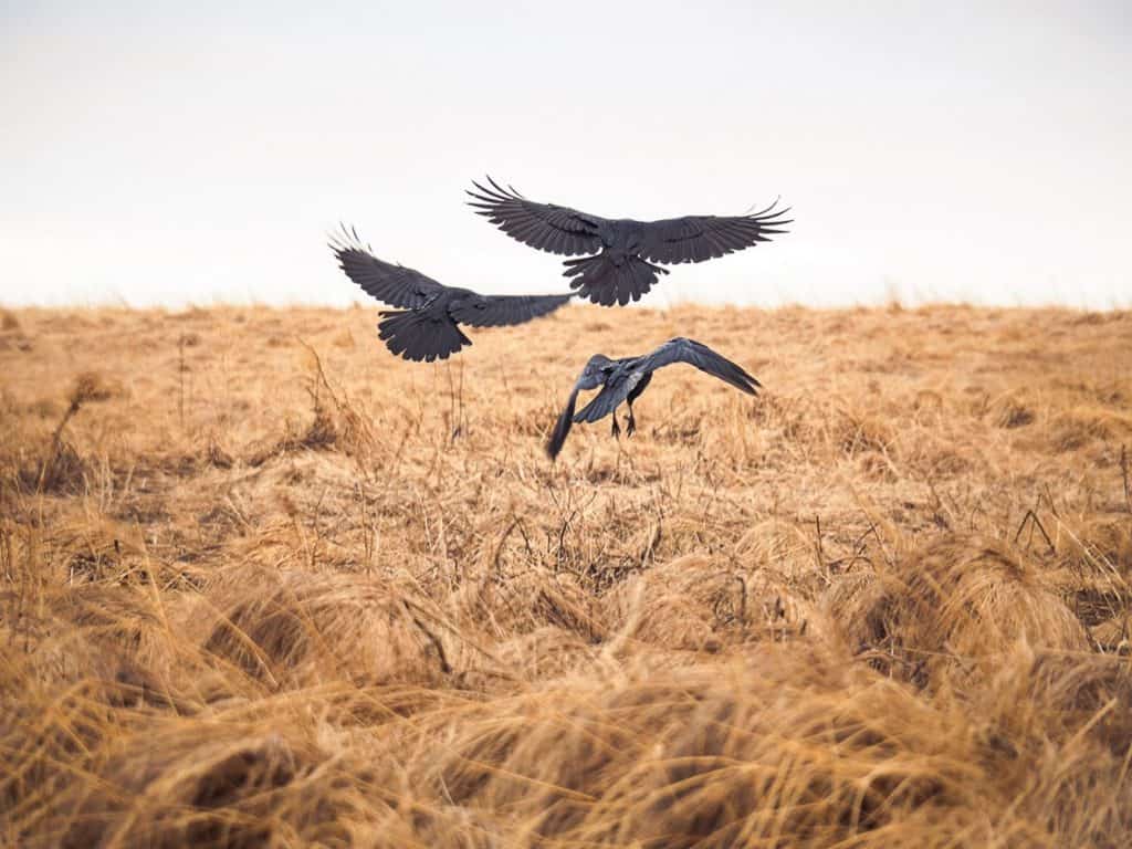 A flock of ravens taking flight from an empty field. 