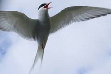 The bird Arctic Tern mid-flight with the sky behind