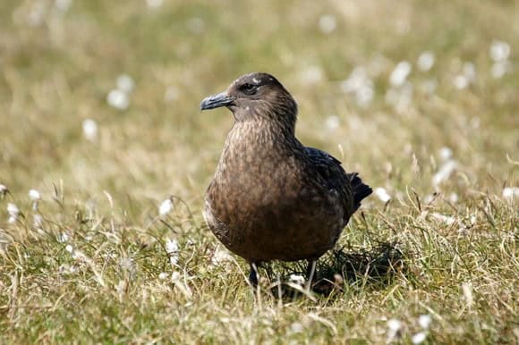 The bird Great Skua resting on the grass