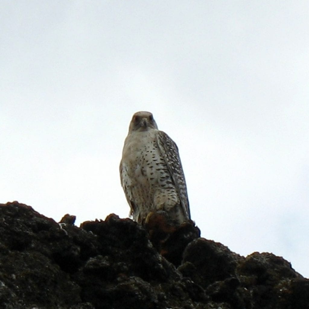 The Gyrfalcon bird standing proudly on a rocky ledge.